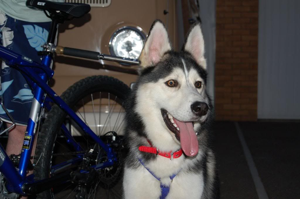 The 'walky dog' bike attachment